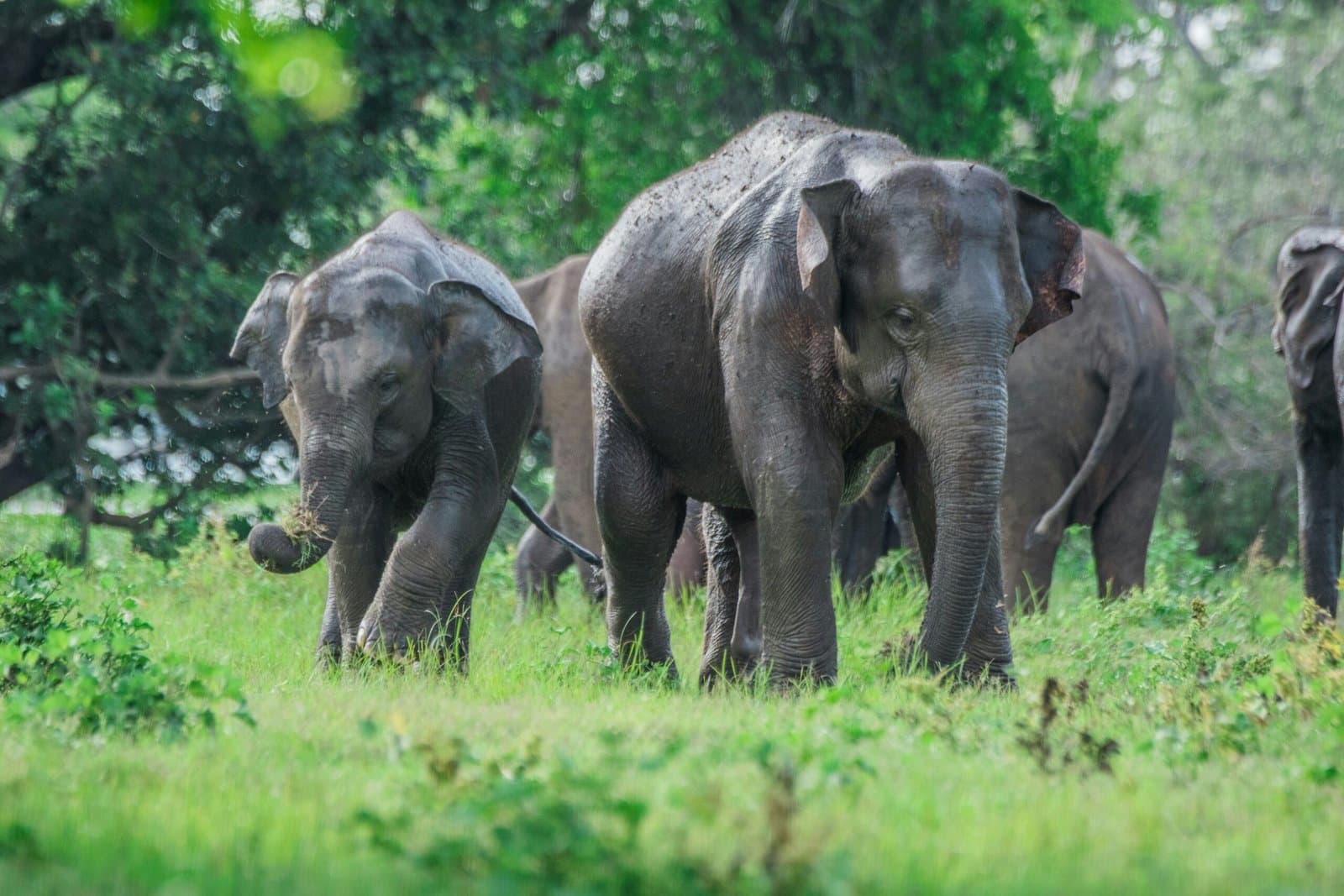 Sri Lanka elephants