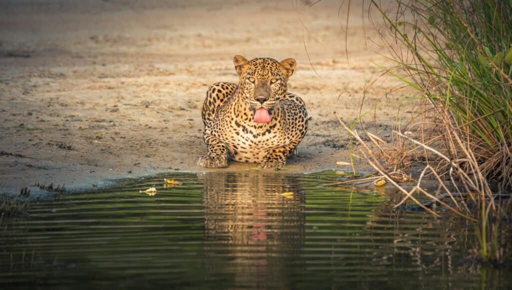 Wildlife & Safari